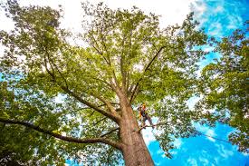 Reliable Nashville, IL Tree Removal Solutions