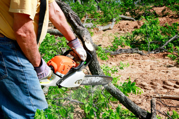 Best Emergency Tree Removal  in Nashvle, IL
